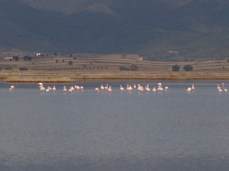 La Diaccia Botrona - Padule di Castiglione della Pescaia